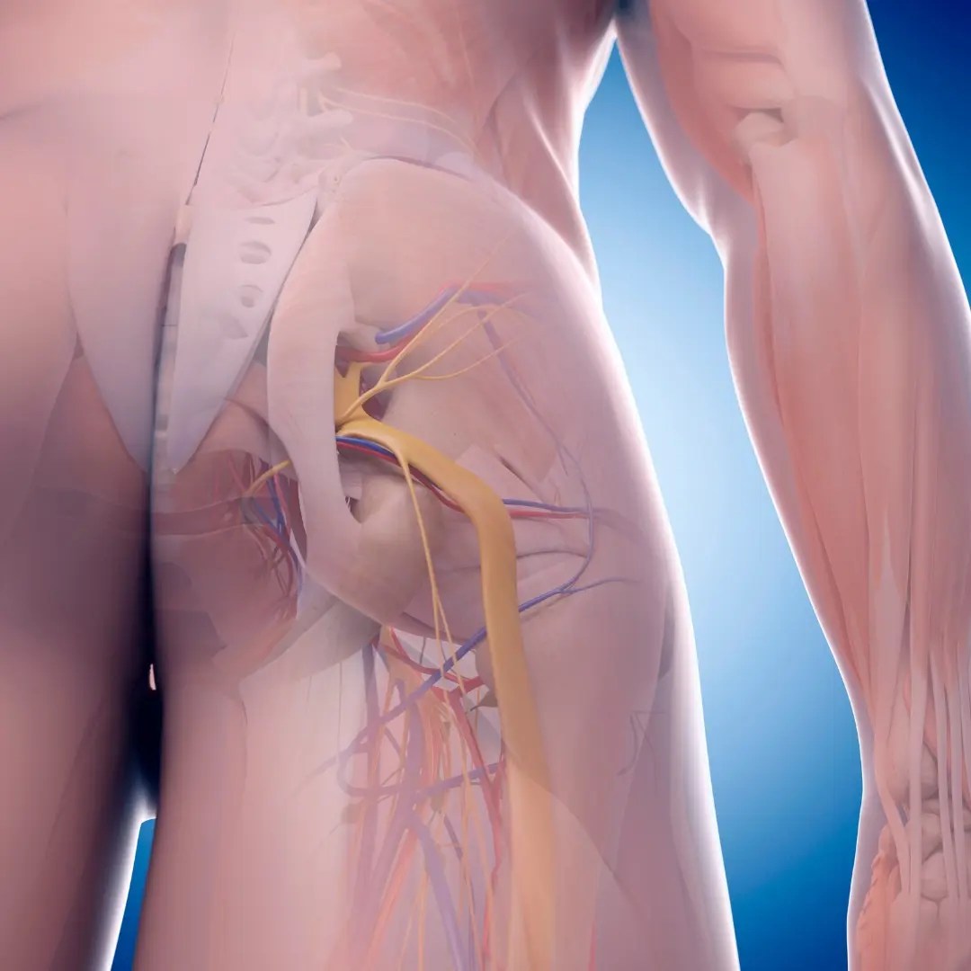 Illustration du système nerveux sciatique montrant nerf sciatique